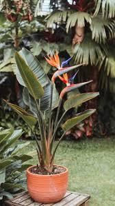 Bird of Paradise