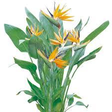 Bird of Paradise