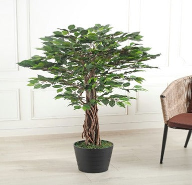 FICUS 120 CM