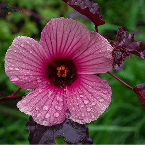 Cranberry Hibiscus
