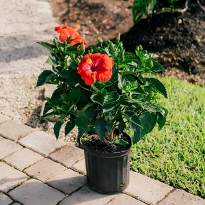 Hibiscus