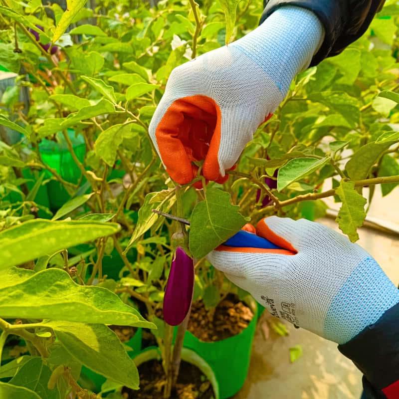 Hand Gloves