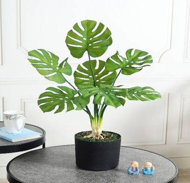 MONSTERA - Plant Arti
