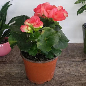 Begonia